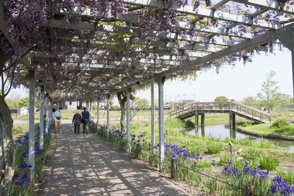 水郷佐原あやめパークの写真8
