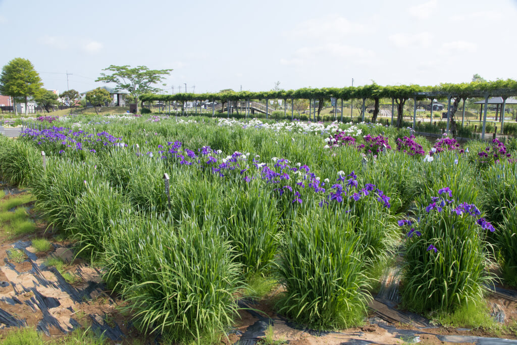 水郷佐原あやめパークの写真9