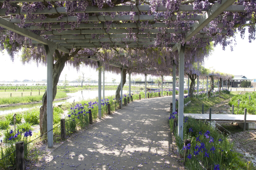 水郷佐原あやめパークの写真10