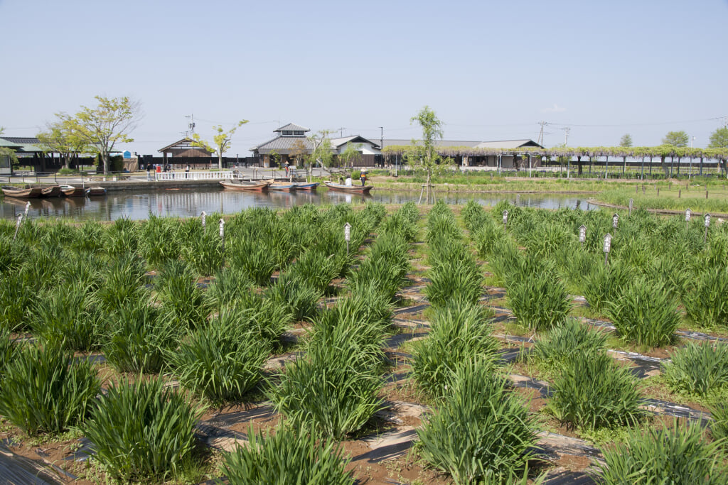 水郷佐原あやめパークの写真11