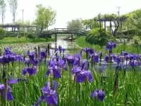 水郷佐原あやめパーク