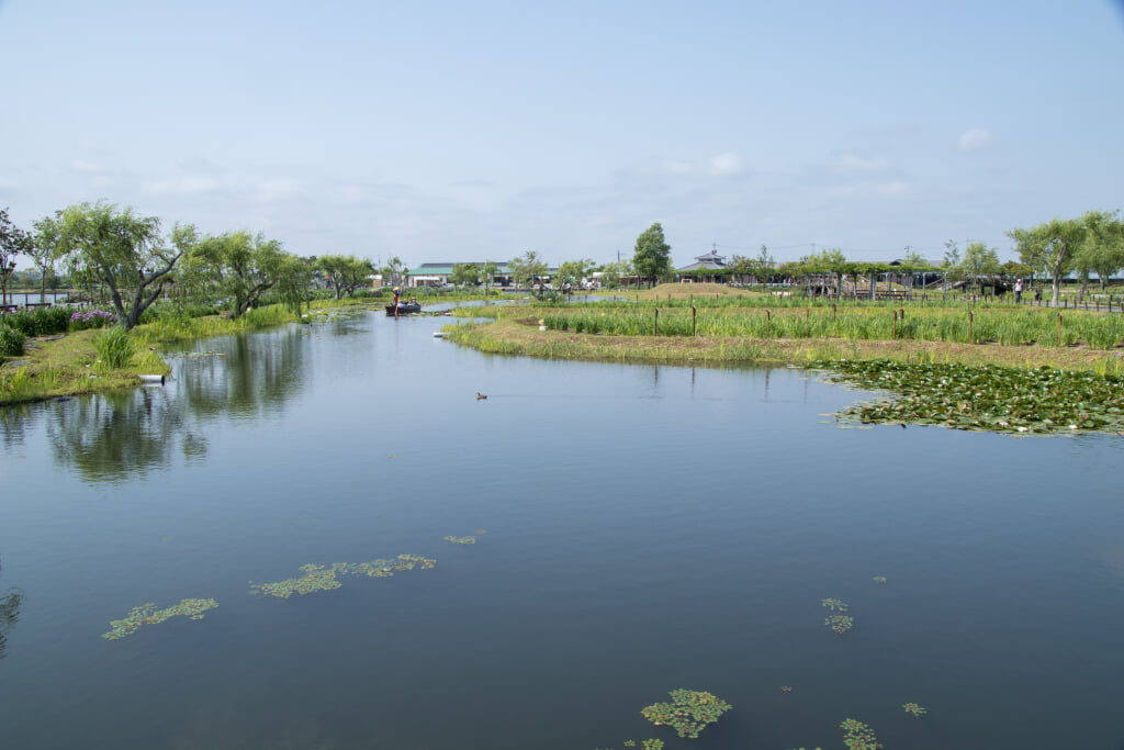 水郷佐原あやめパークの写真12