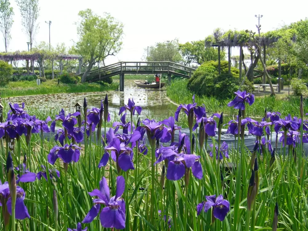 水郷佐原あやめパークの写真1