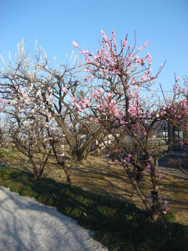 安八百梅園の写真5