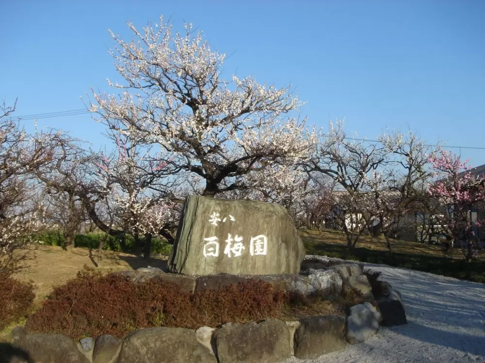 安八百梅園の写真1