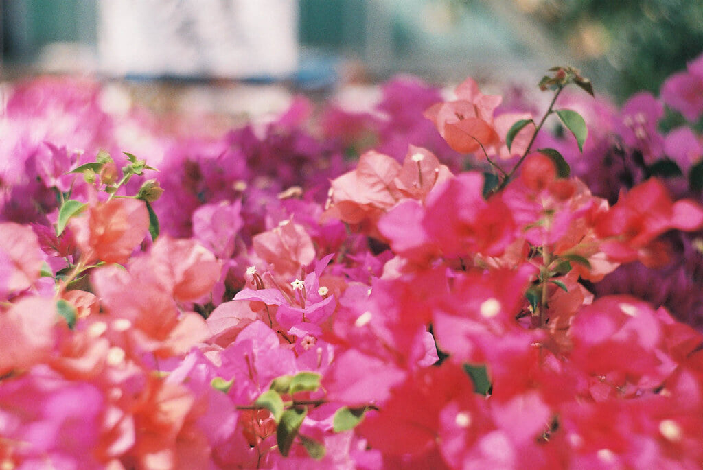 函館市熱帯植物園の写真3