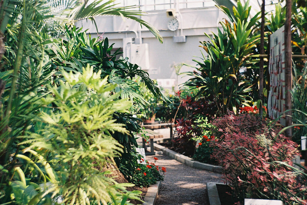 函館市熱帯植物園の写真5