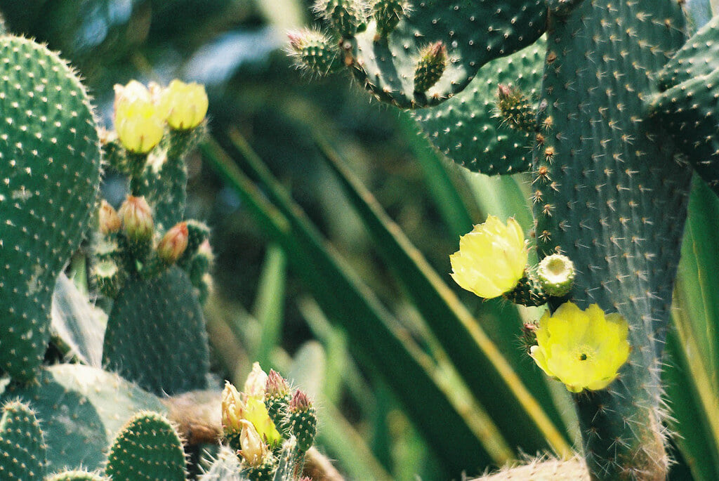 函館市熱帯植物園の写真7