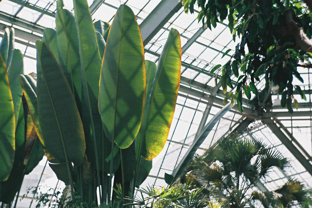 函館市熱帯植物園の写真8