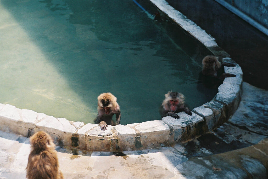 函館市熱帯植物園の写真9