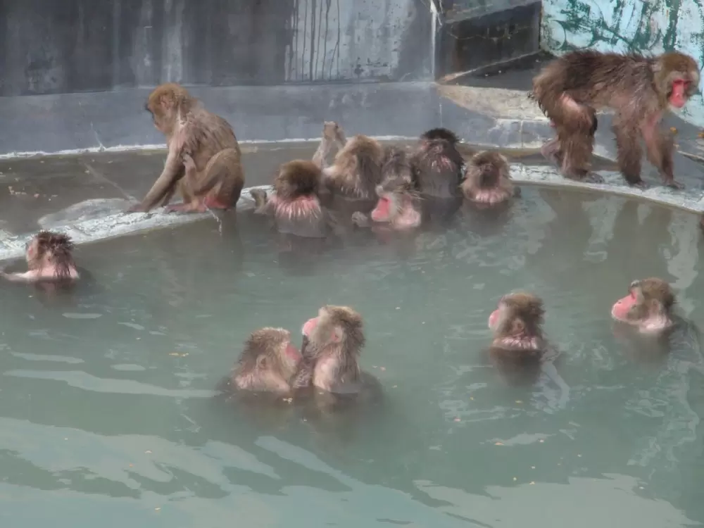 函館市熱帯植物園の写真1