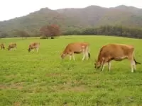 ひるぜんジャージーランド