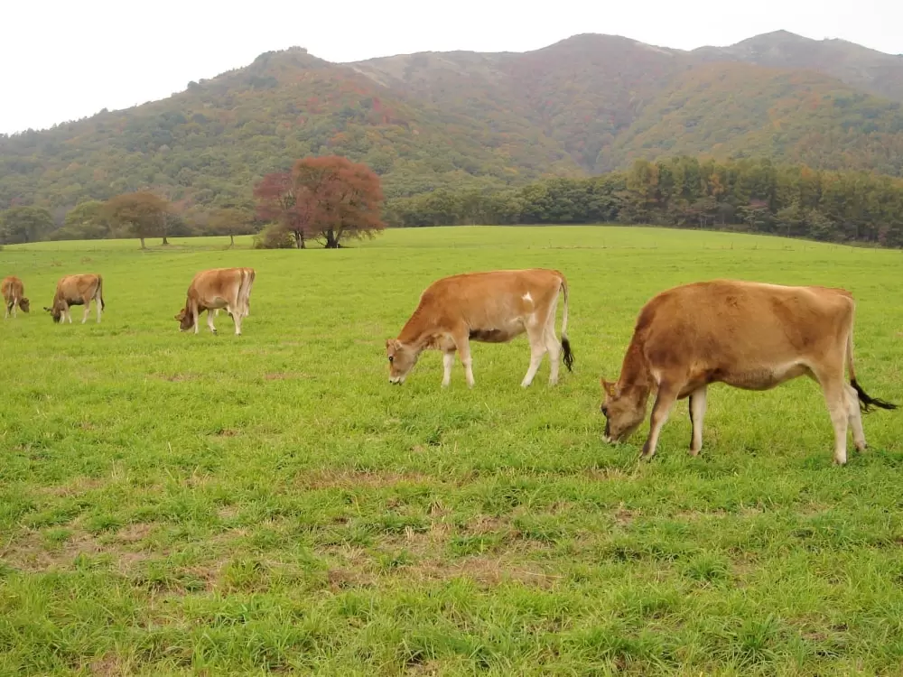 ひるぜんジャージーランドの写真1