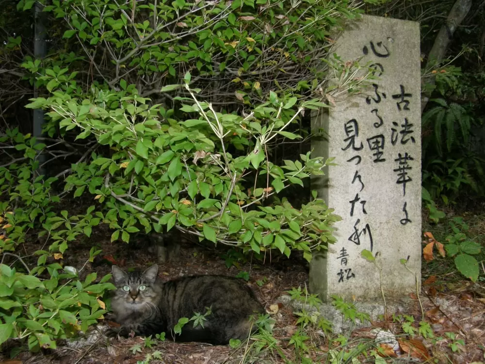 古法華自然公園の写真1