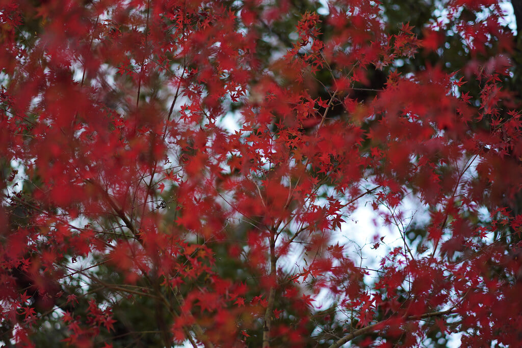 武蔵一宮氷川神社の写真5