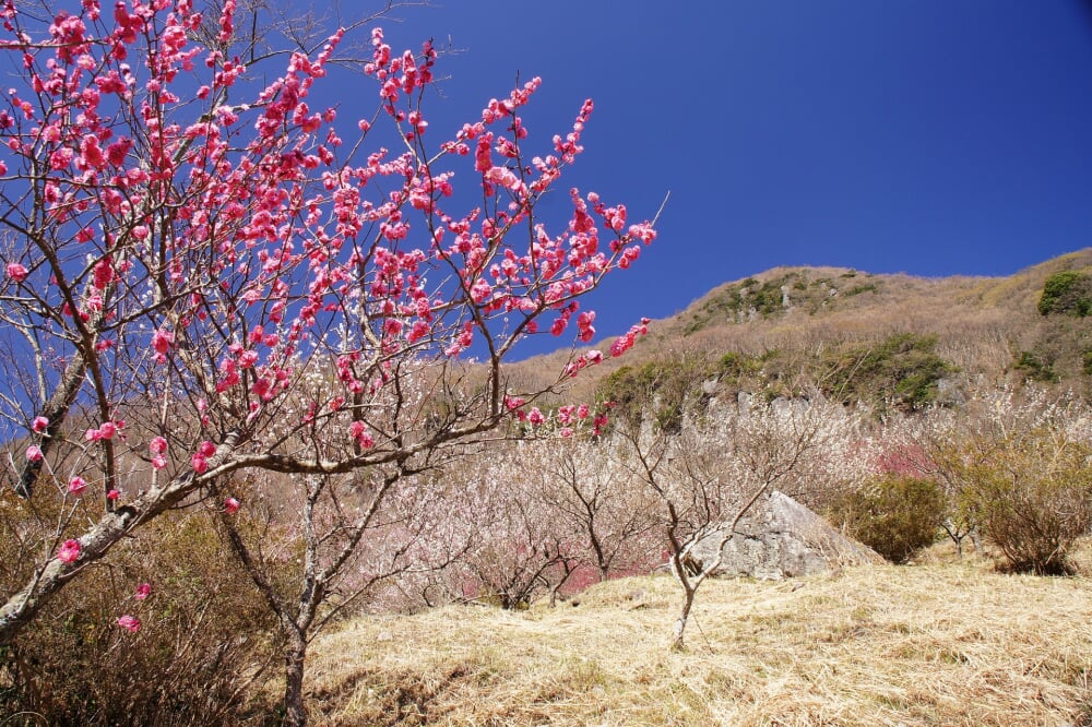 幕山公園 湯河原梅林の写真2