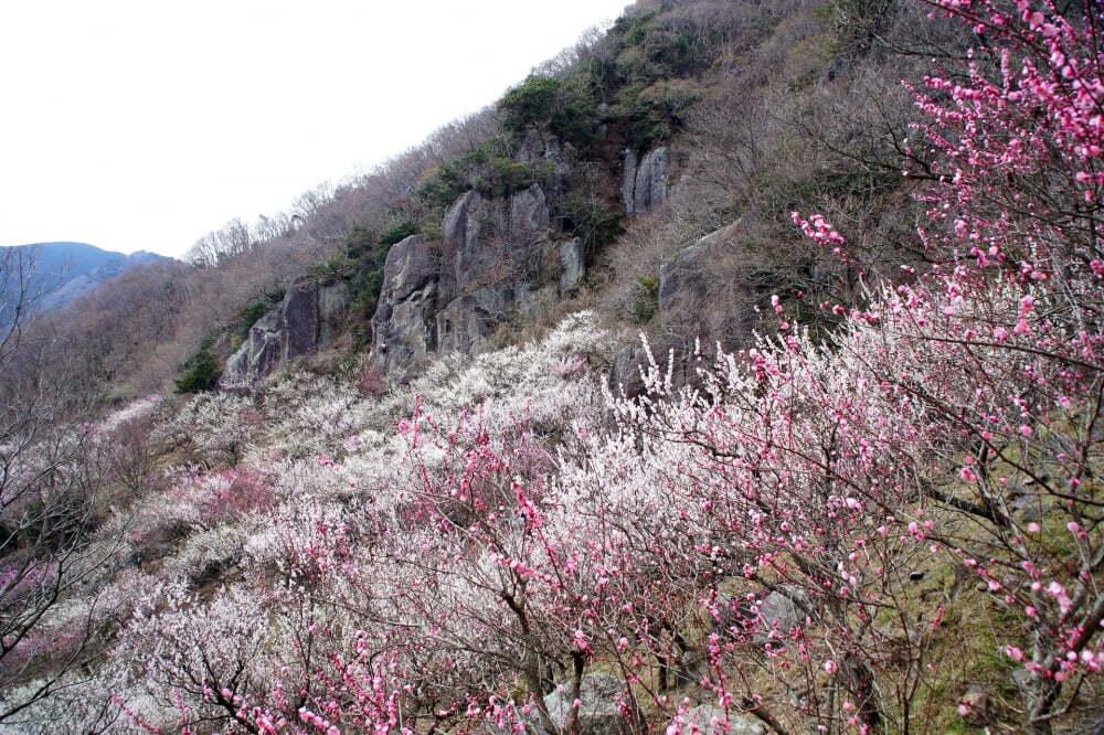 幕山公園 湯河原梅林の写真3
