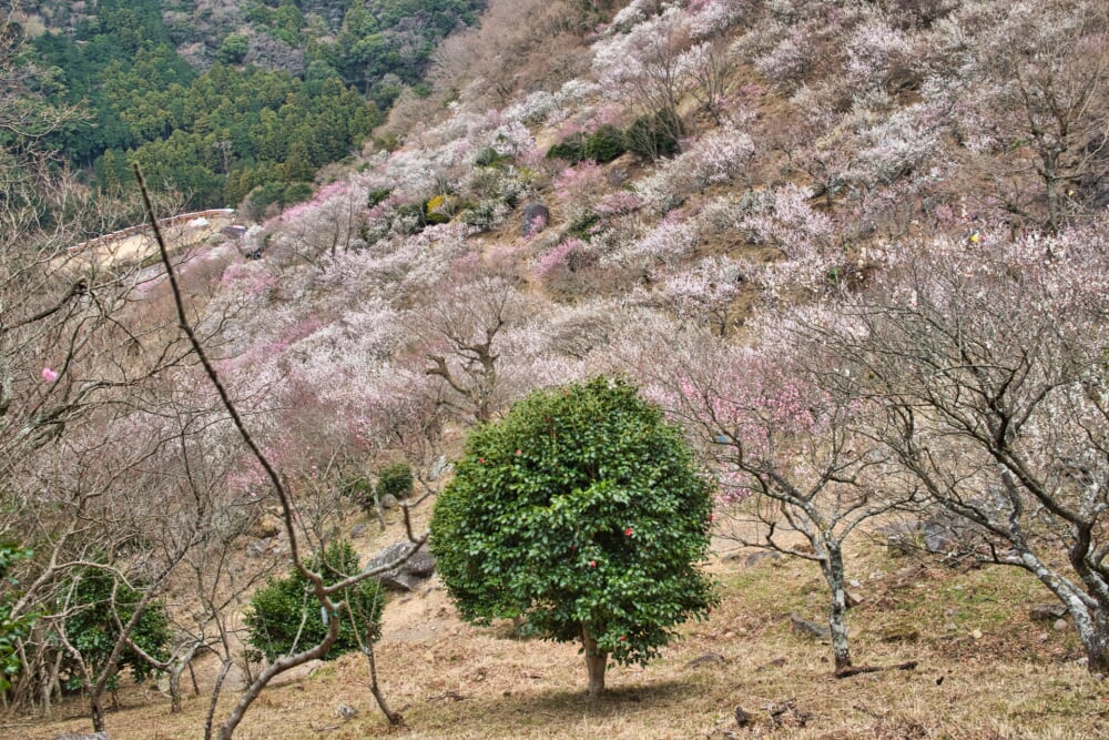 幕山公園 湯河原梅林の写真4