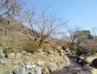 幕山公園 湯河原梅林