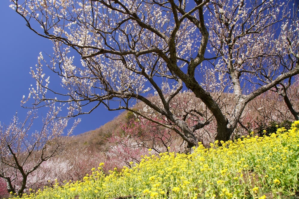 幕山公園 湯河原梅林の写真5