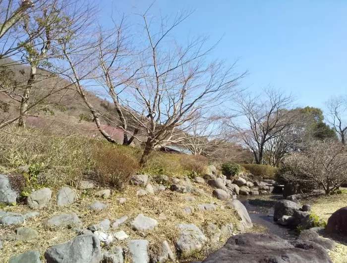 幕山公園 湯河原梅林の写真1