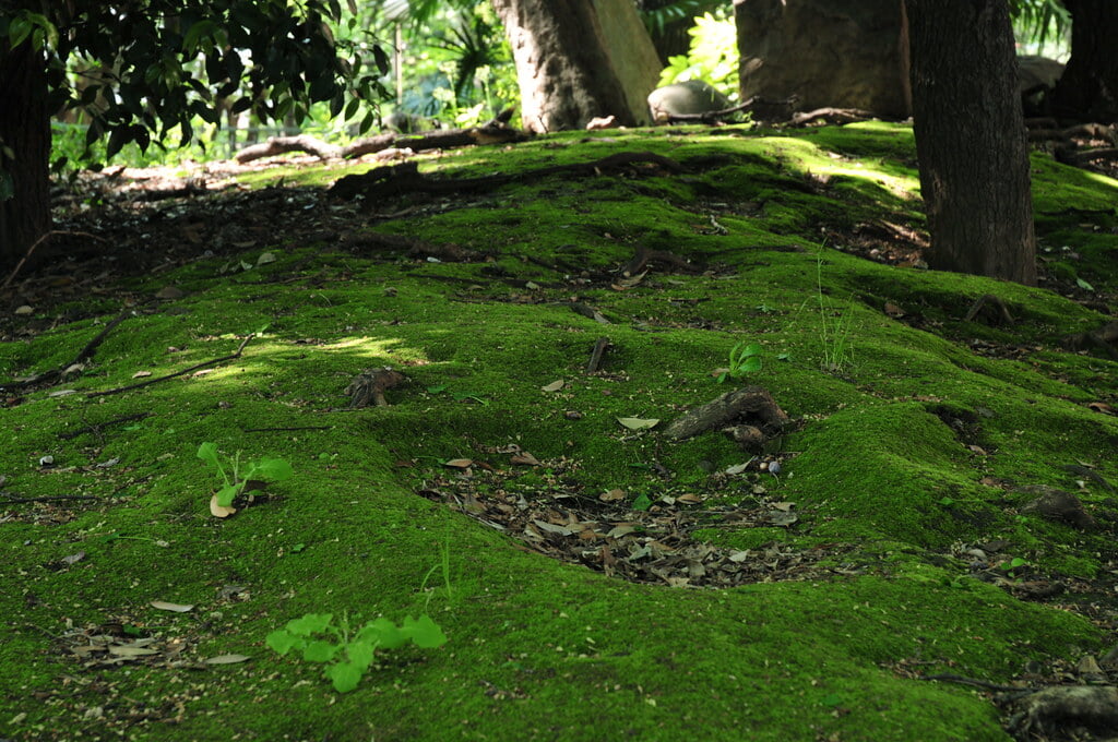 有栖川宮記念公園の写真12