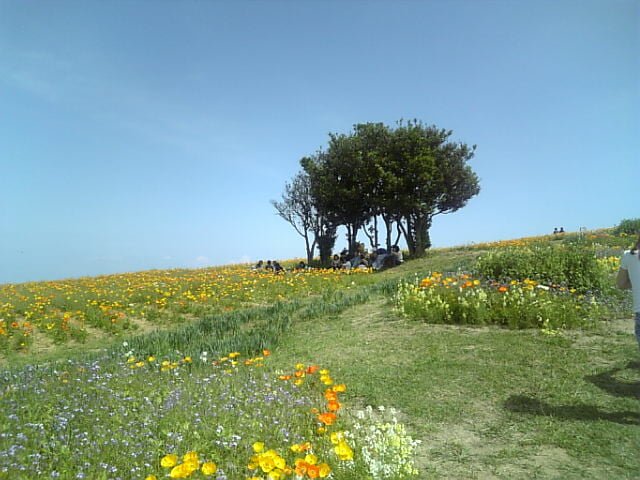 あわじ花さじきの写真8