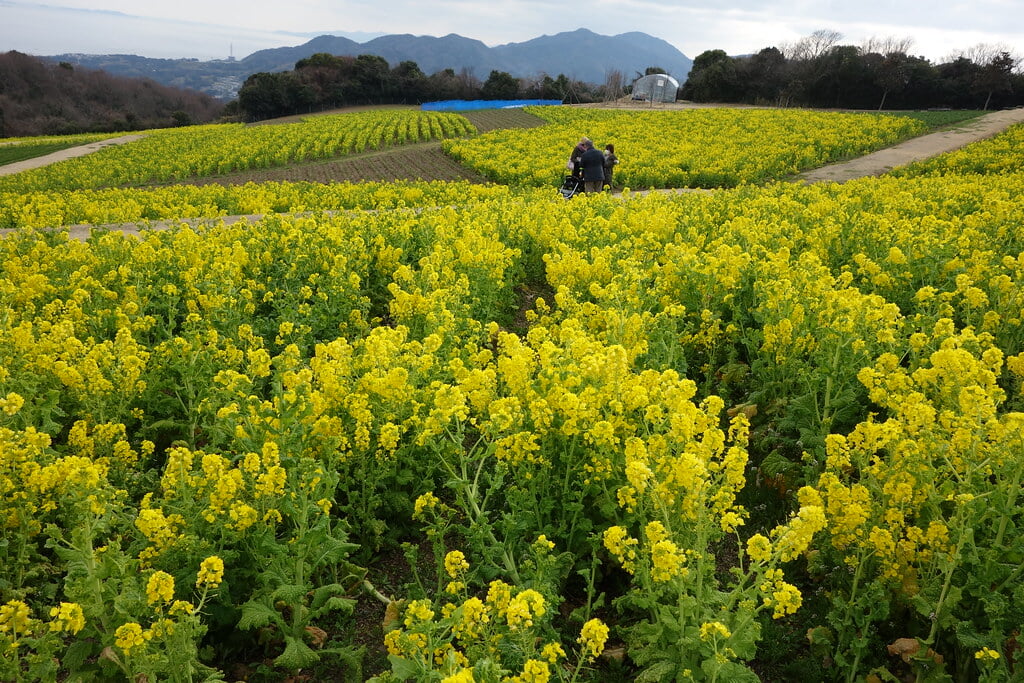 あわじ花さじきの写真9