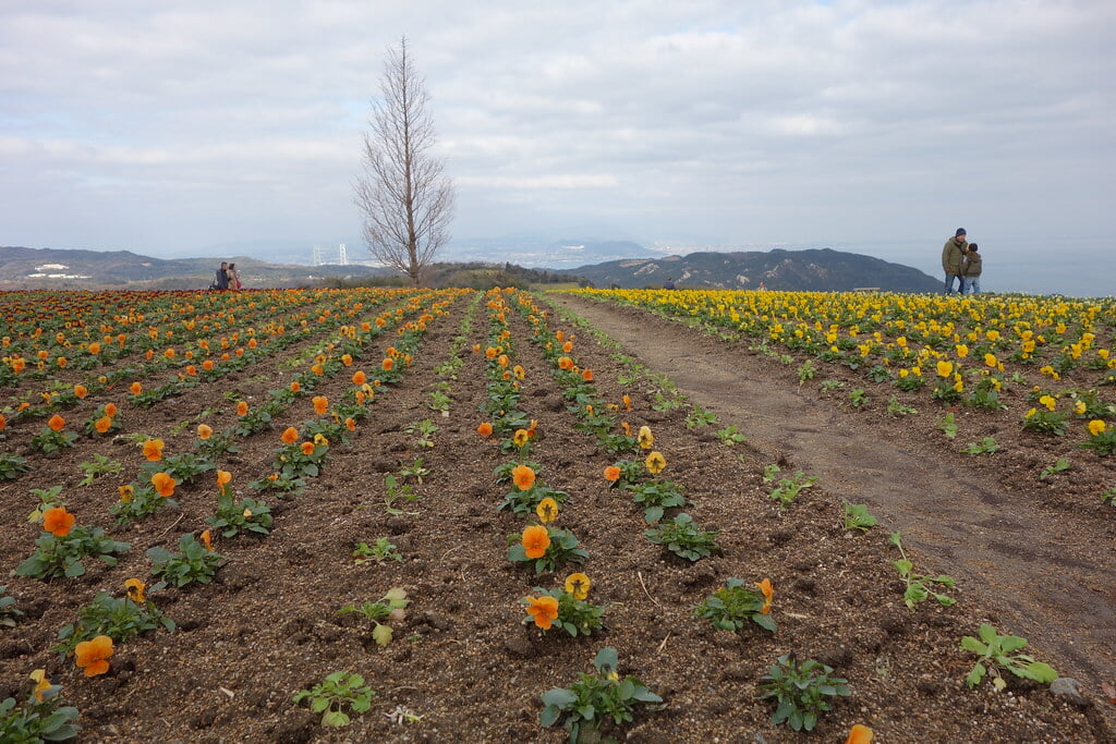 あわじ花さじきの写真13
