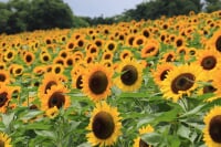 あわじ花さじき