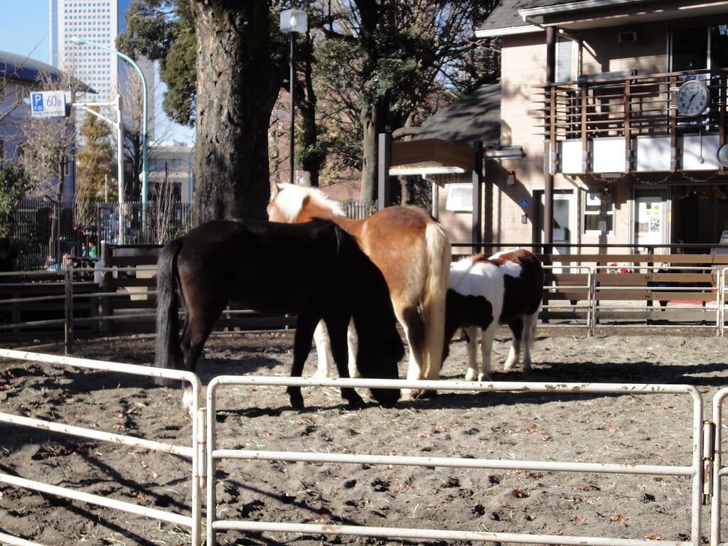 代々木ポニー公園の写真4
