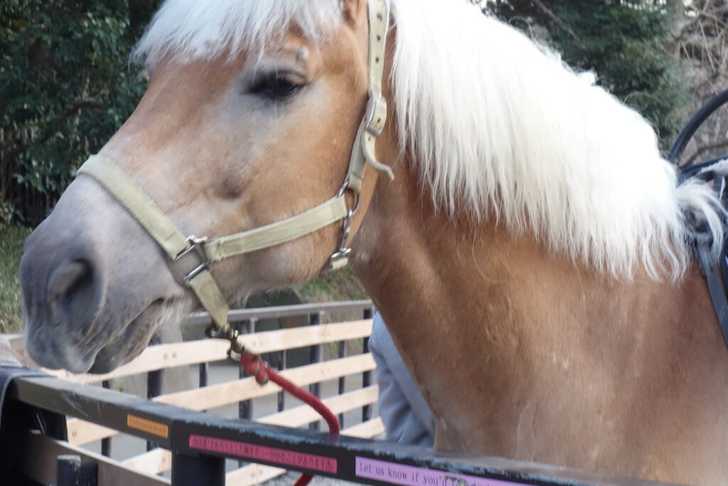 代々木ポニー公園の写真5