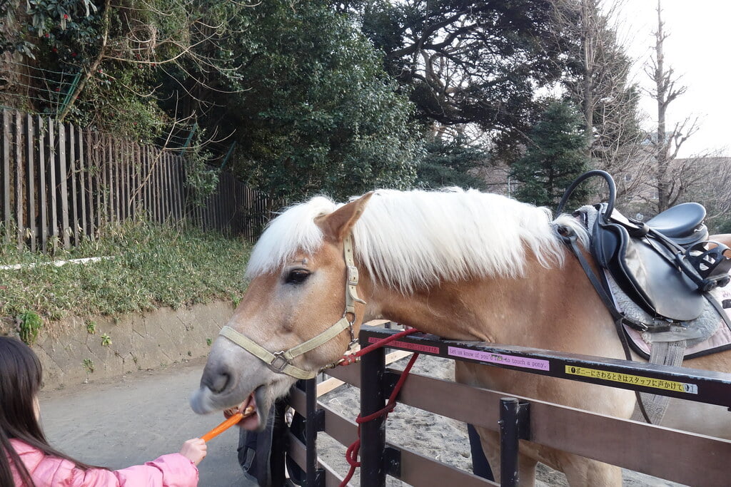 代々木ポニー公園の写真6