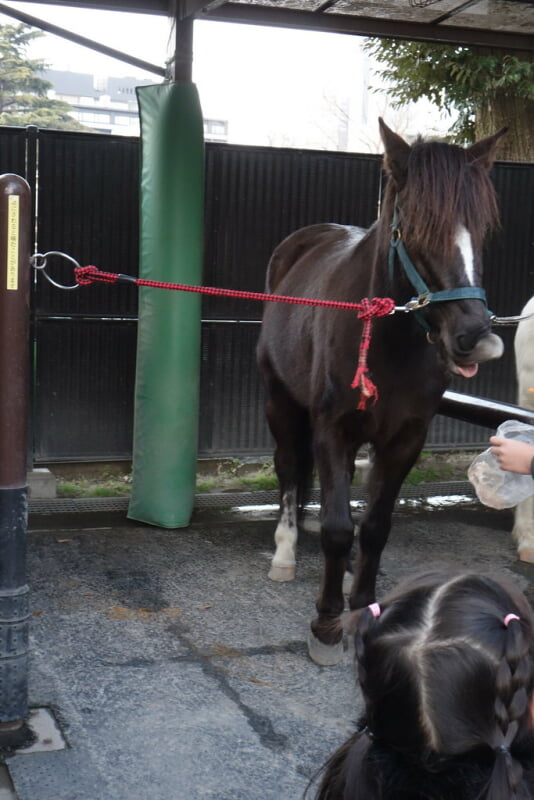 代々木ポニー公園の写真9