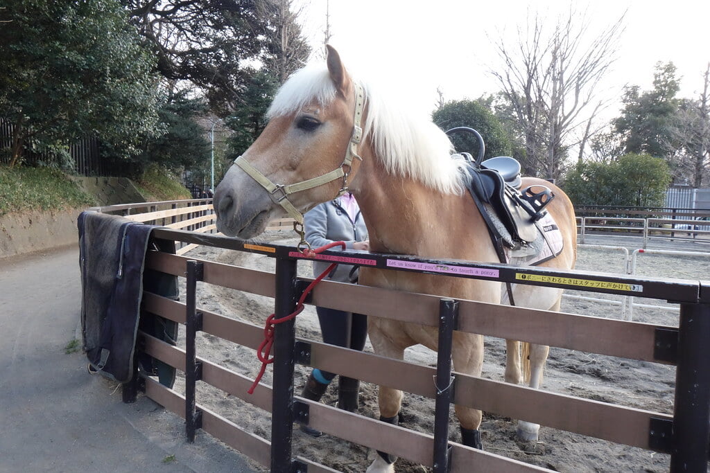 代々木ポニー公園の写真10