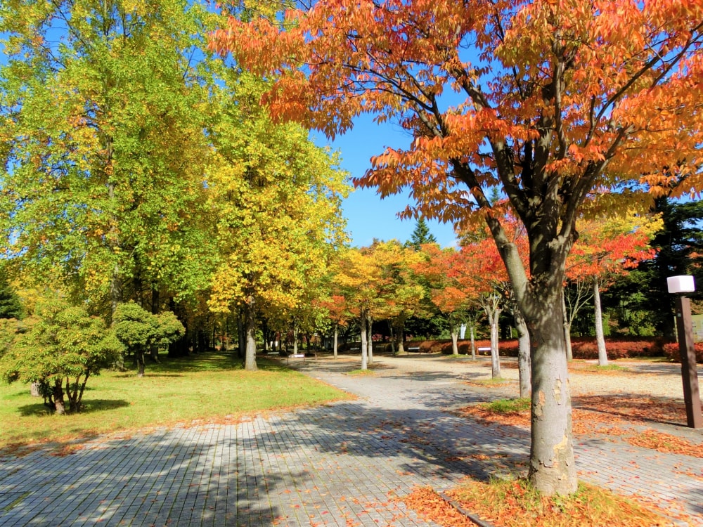 山形県総合運動公園の写真3