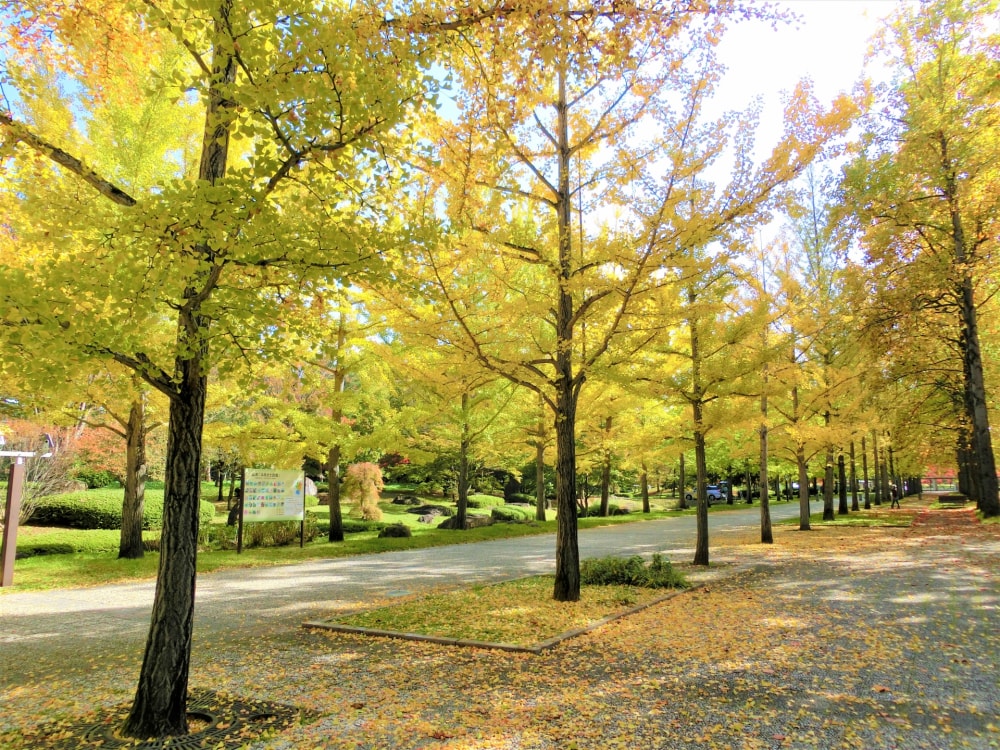 山形県総合運動公園の写真5