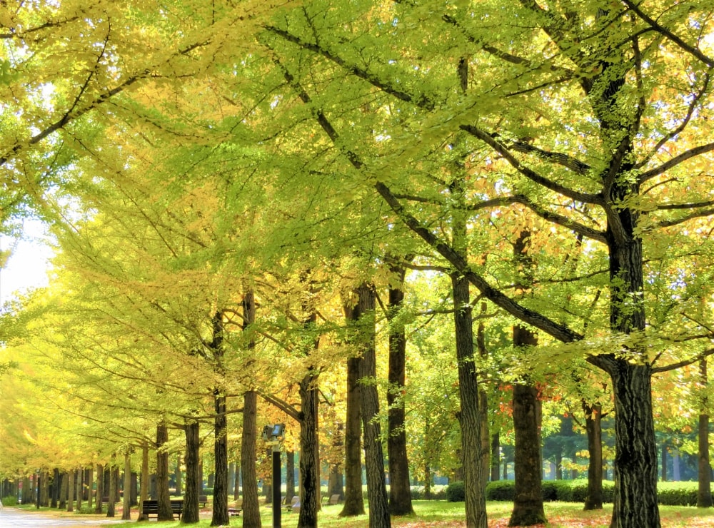 山形県総合運動公園の写真12