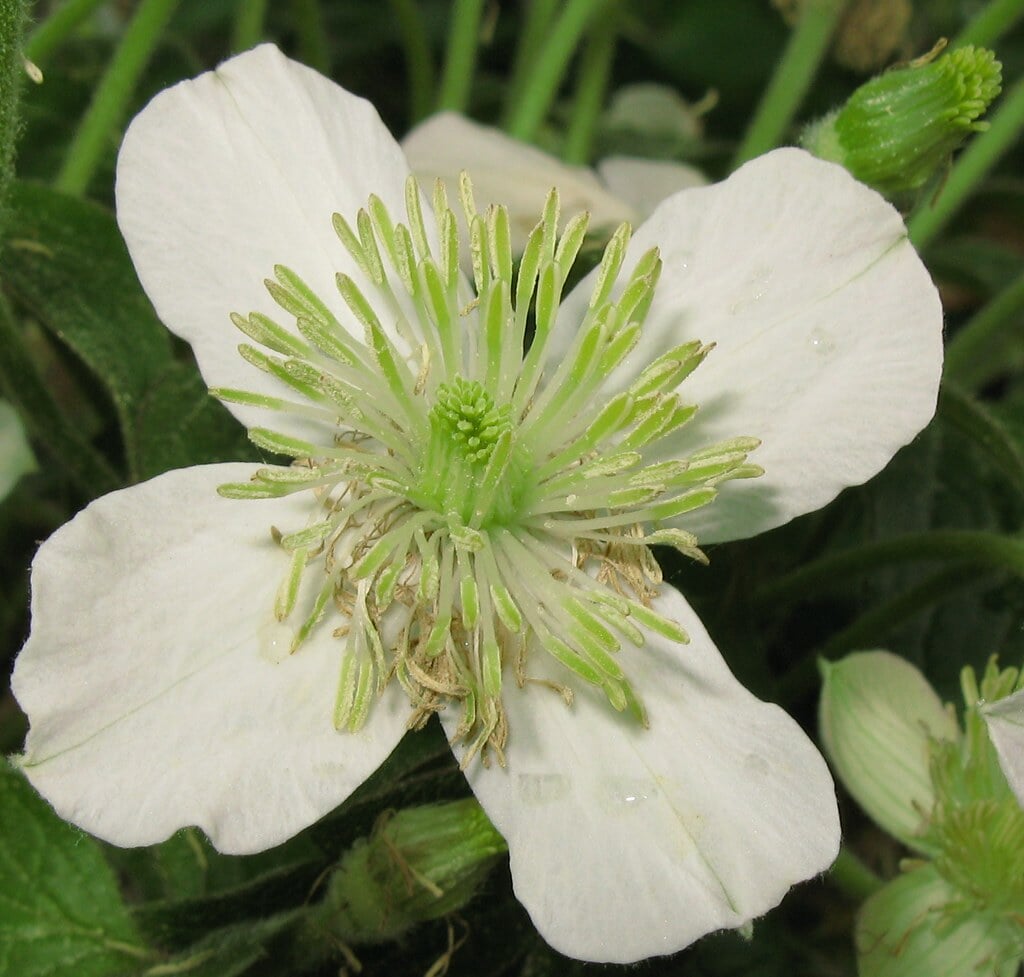 国立科学博物館 筑波実験植物園の写真3