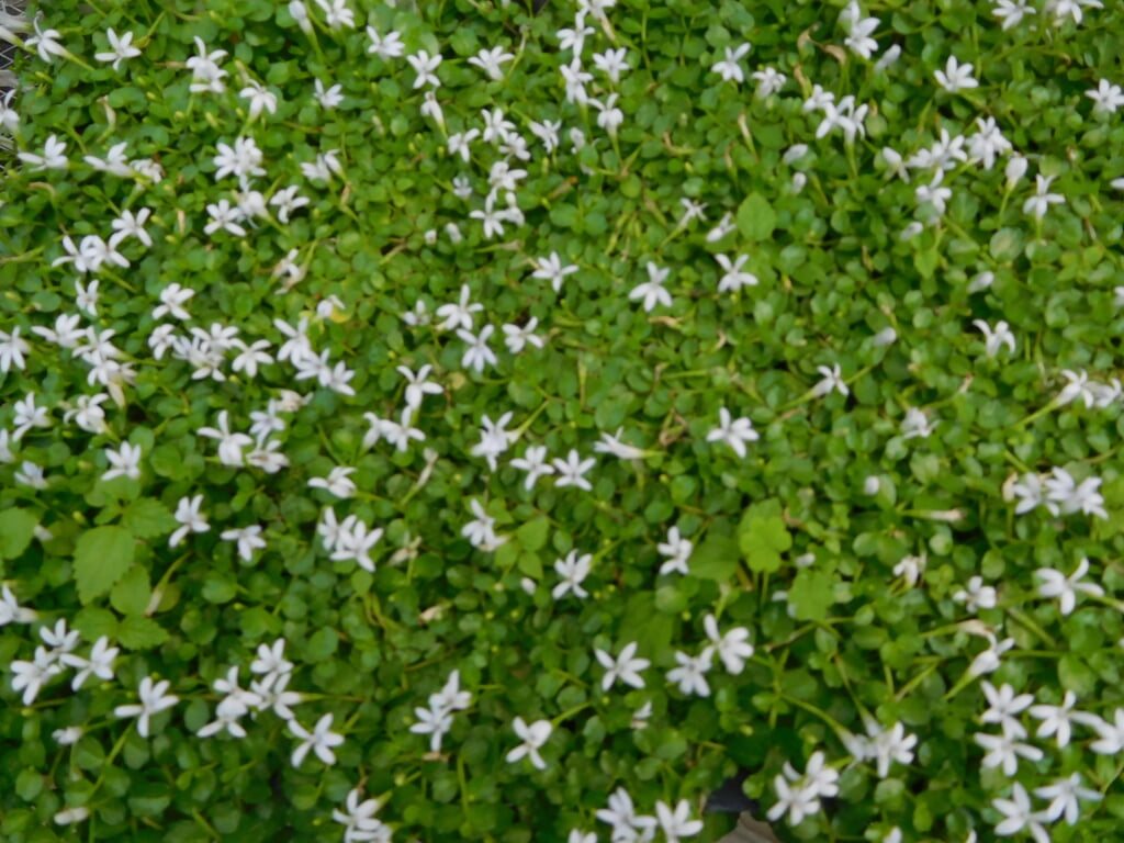 国立科学博物館 筑波実験植物園の写真8