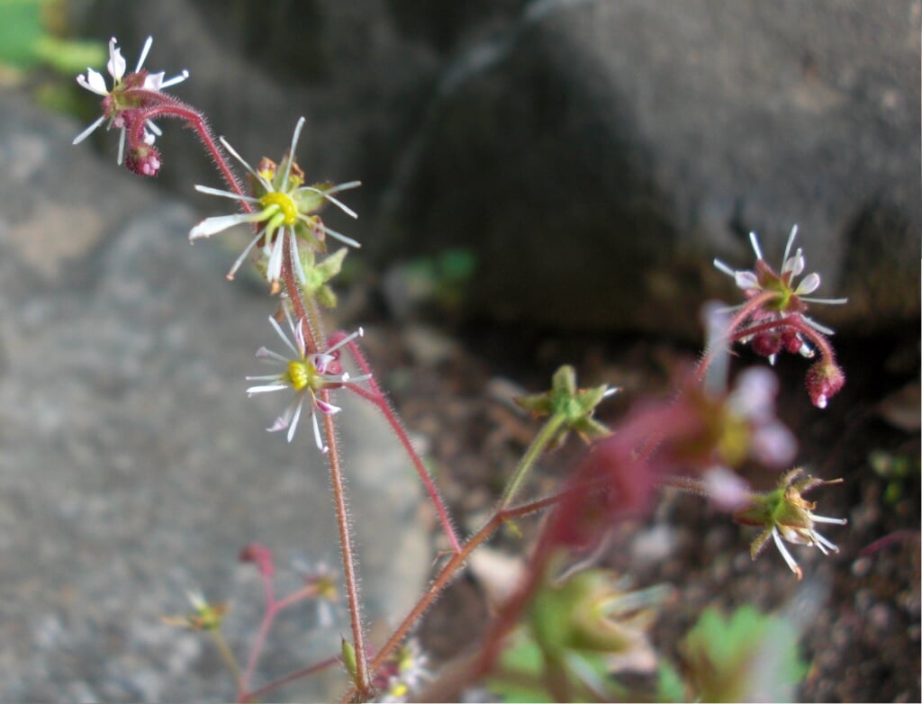 国立科学博物館 筑波実験植物園の写真9