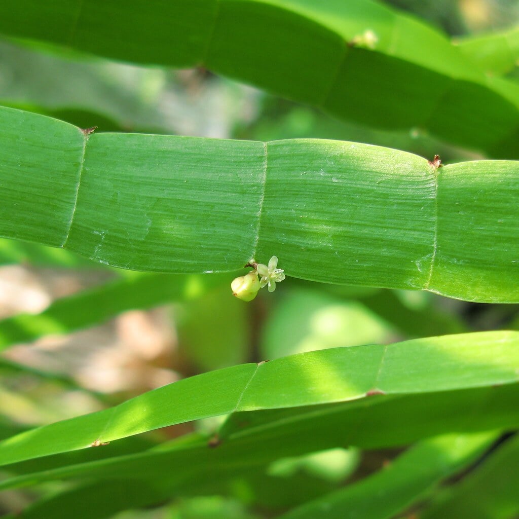 国立科学博物館 筑波実験植物園の写真10