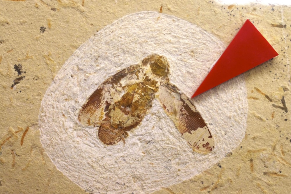 豊橋市自然史博物館の写真4