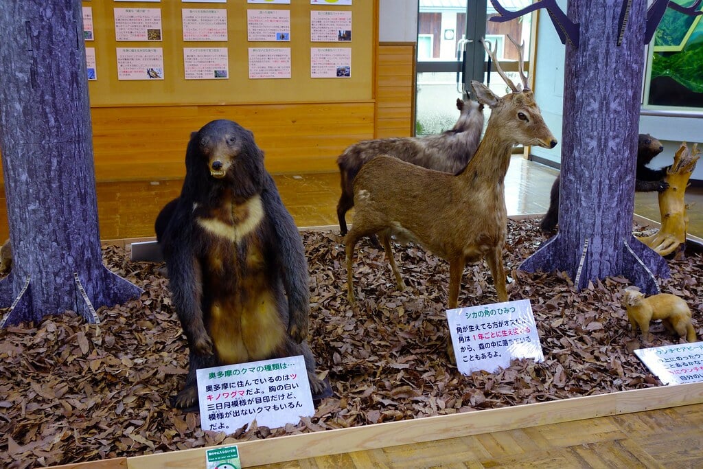 奥多摩ビジターセンターの写真8