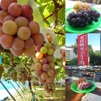 宮信観光ぶどう園