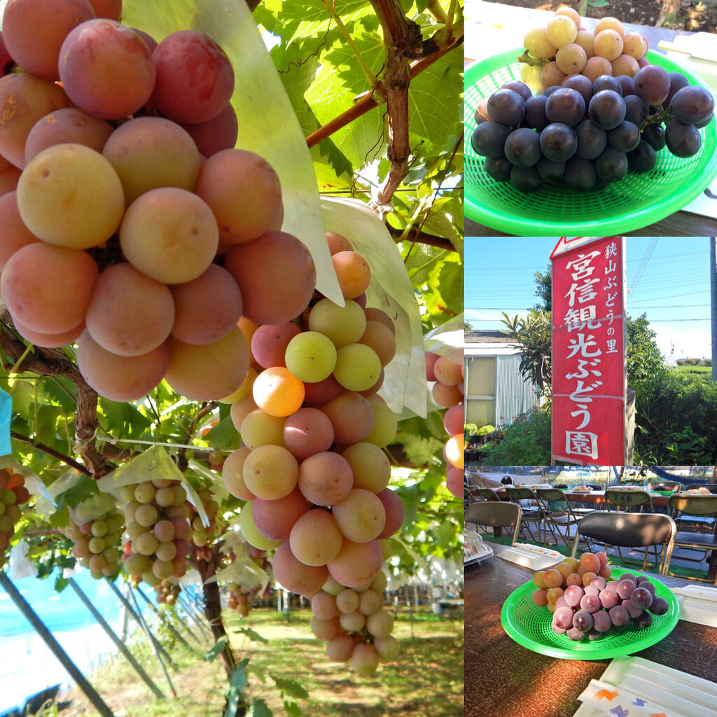宮信観光ぶどう園の写真1