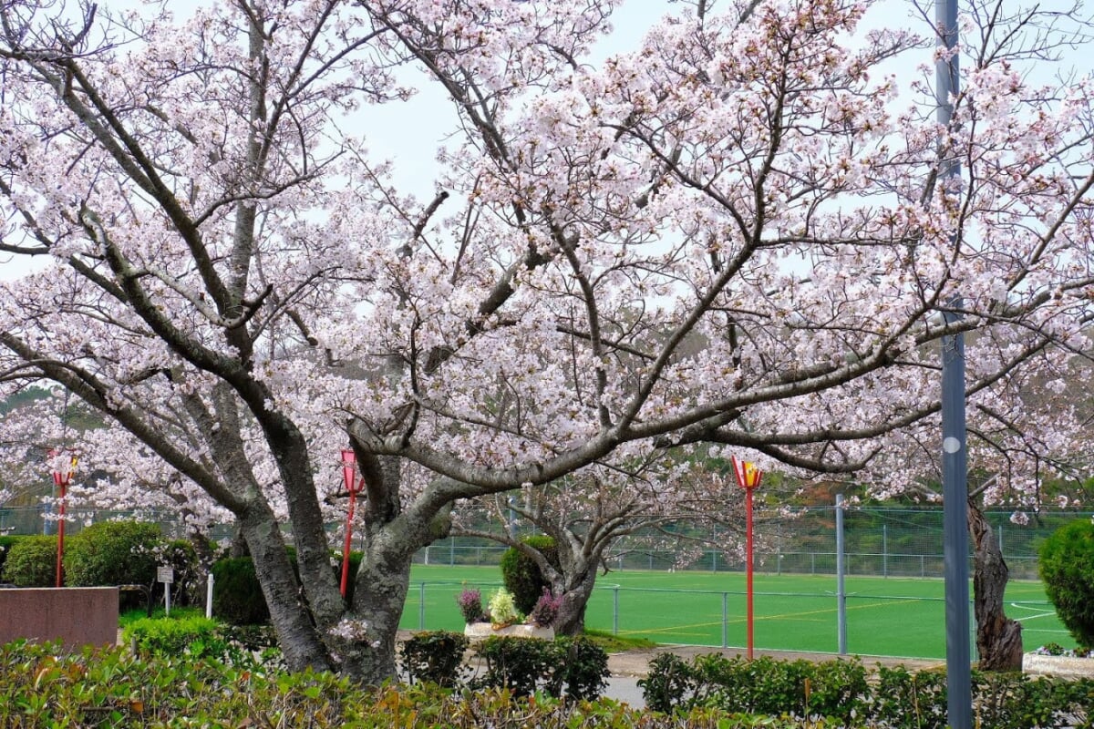 日岡山公園の写真9