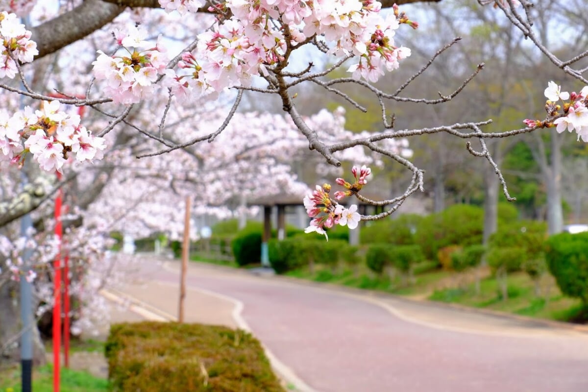 日岡山公園の写真13