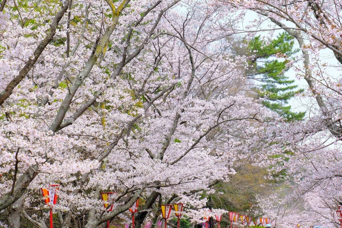 日岡山公園の写真14