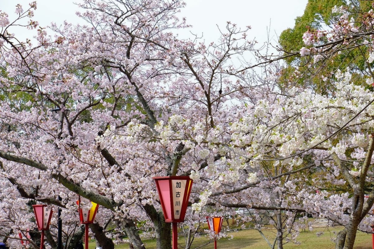 日岡山公園の写真15